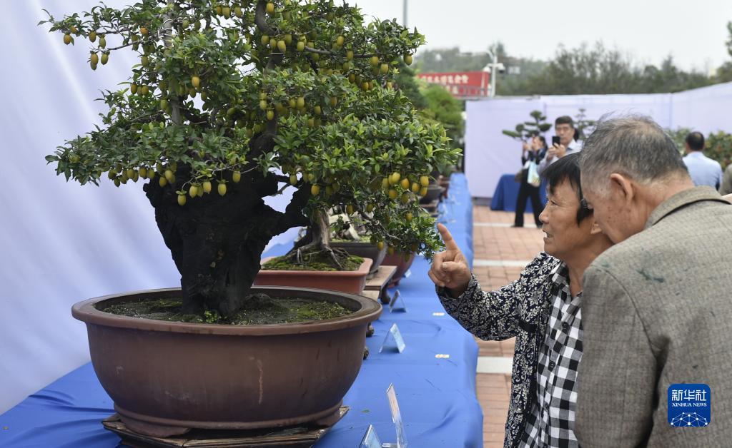 扎金花网络游戏